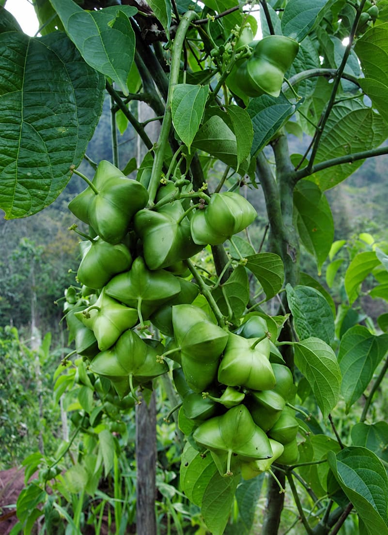 Green Sacha Inchi pods growing on the plant